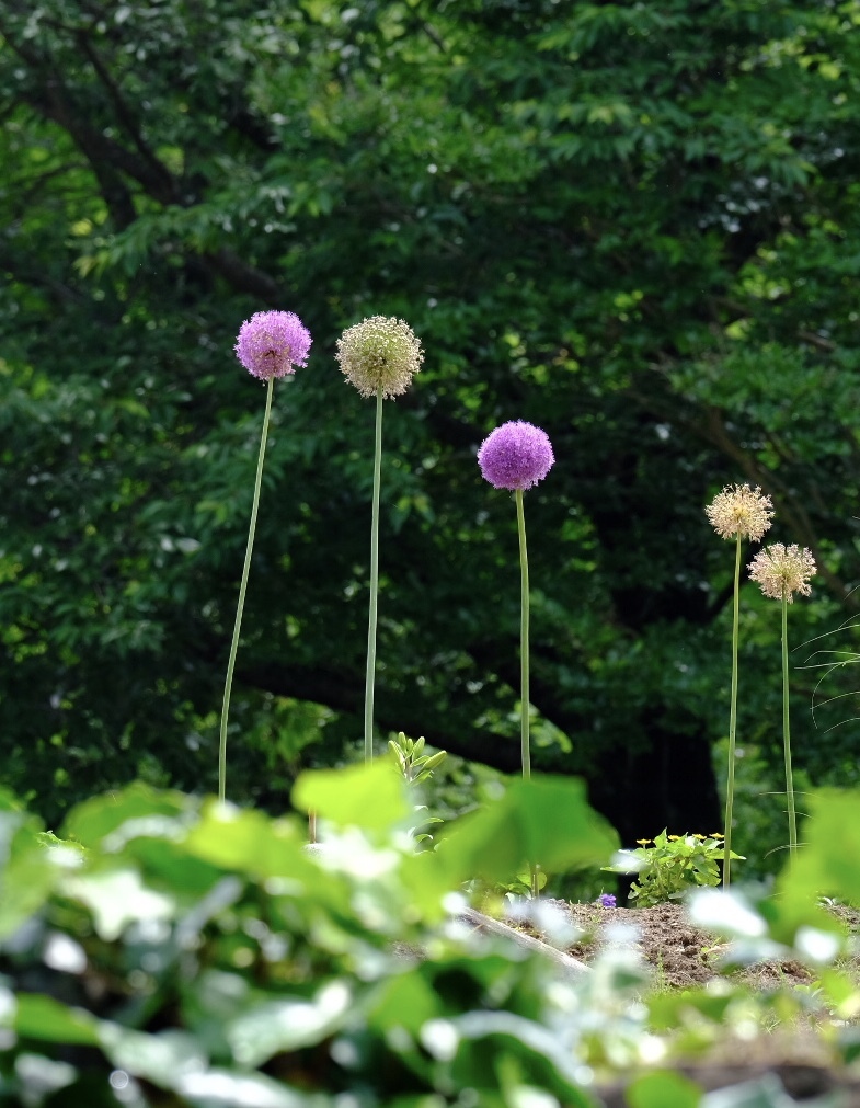 ソーシャルディスタンス