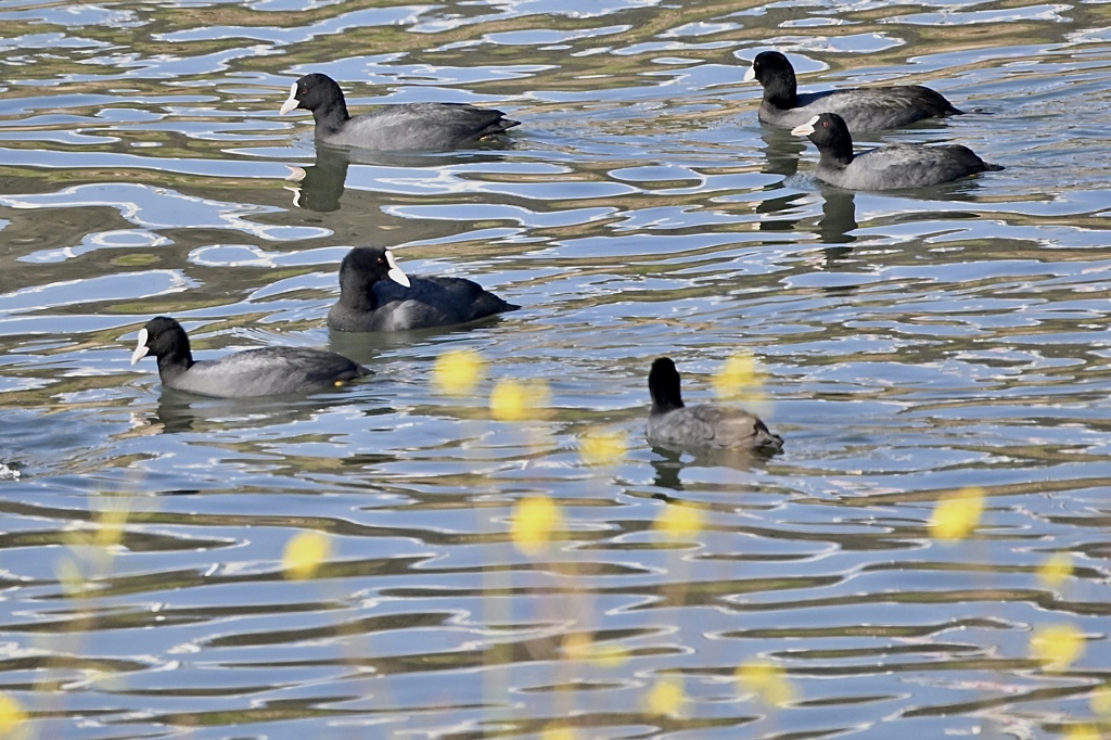 犬鳴川を遡って