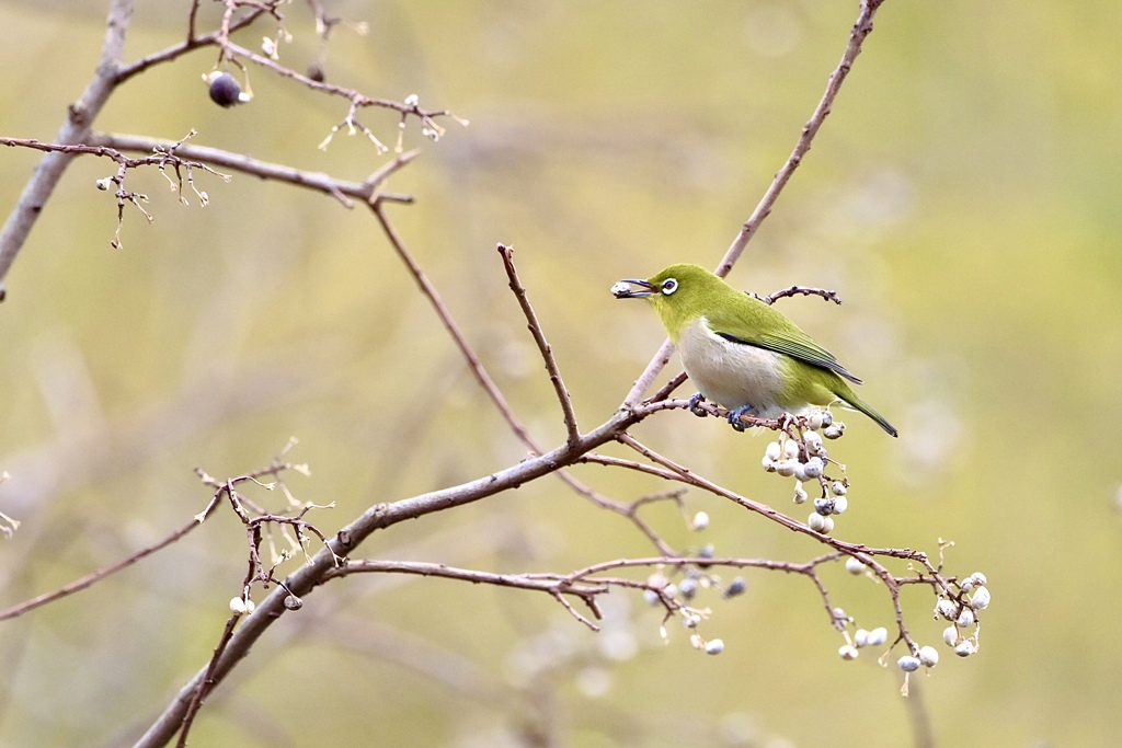 白い実ビュッフェ Ⅰ