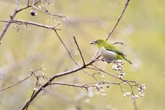 白い実ビュッフェ Ⅰ