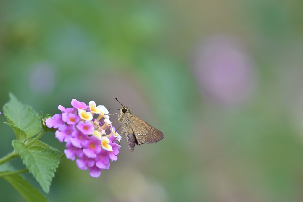 ランタナの花に