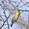 えっ 春～
