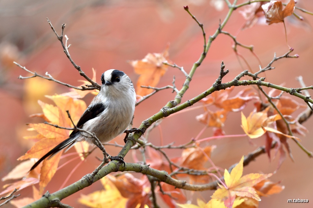 初冬のエナガさん