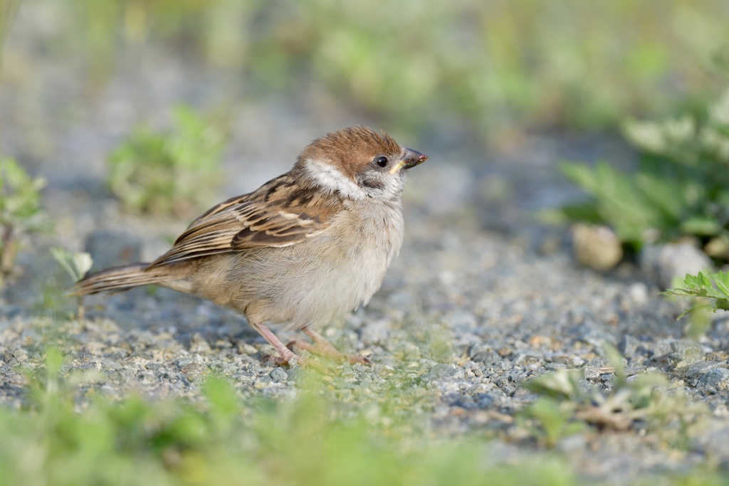 初めてのお散歩 ～♪