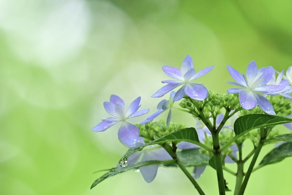 紫陽花