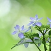 紫陽花