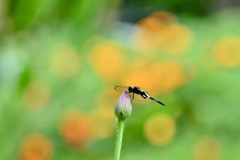 蕾がお気に入り