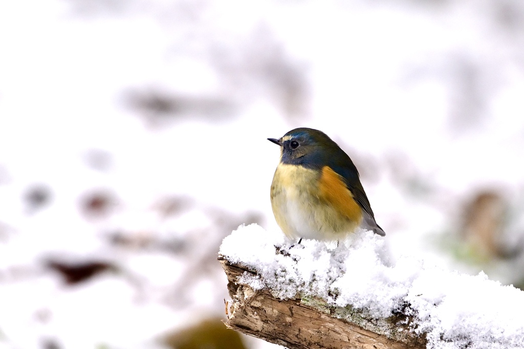 雪の朝 Ⅳ