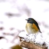 雪の朝 Ⅳ