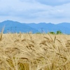麦の秋