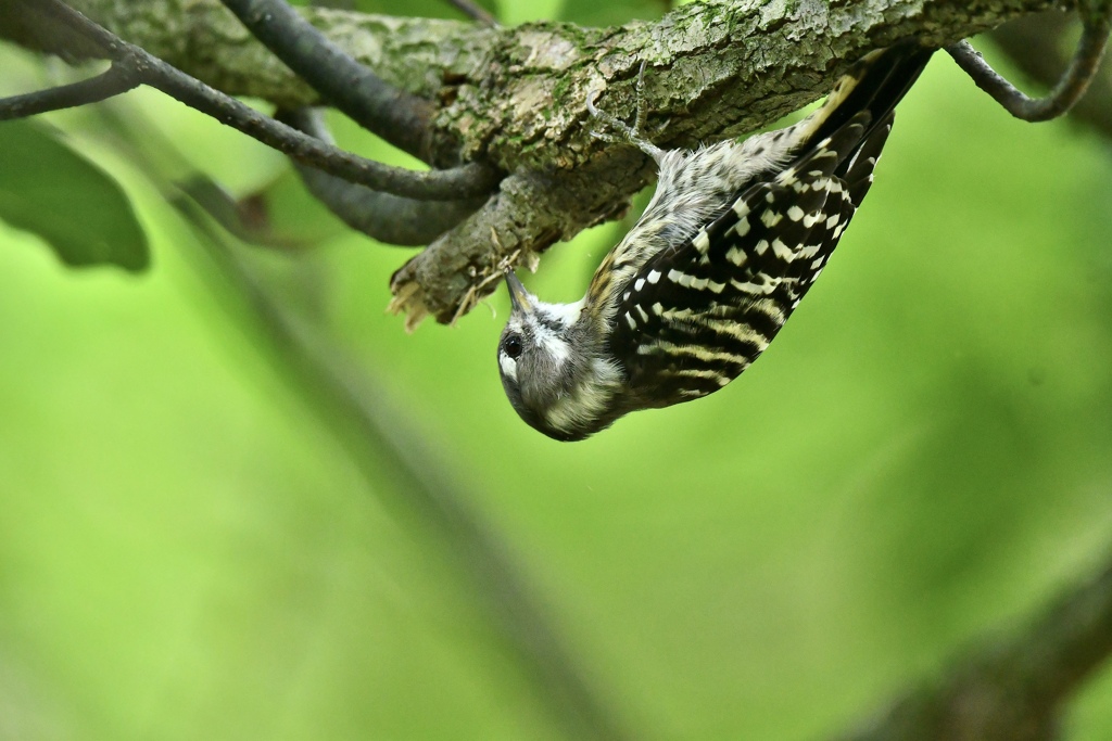 お得意のポーズ