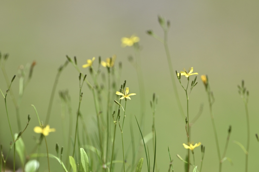野の花
