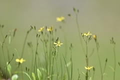 野の花