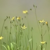 野の花