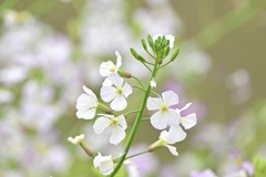 野の花
