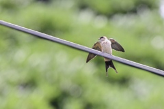 コシアカツバメ