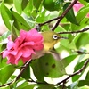 山茶花レストラン