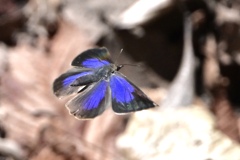 森の昆虫  Ⅱ