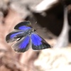森の昆虫  Ⅱ