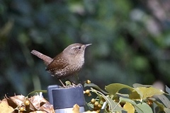 晩秋のミソッチ