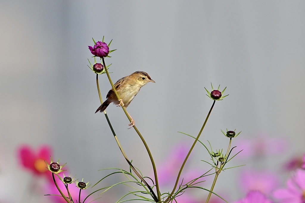 ここからお花見
