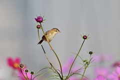 ここからお花見