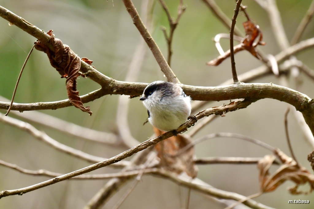 山道で出会ったエナガさん～♪