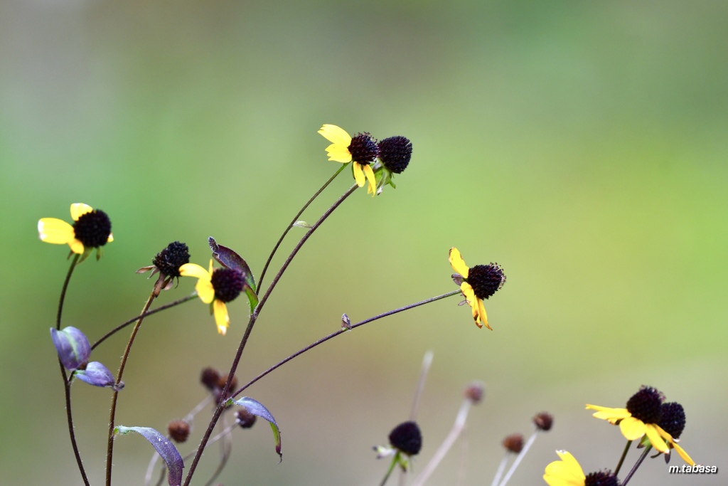 ルドベキア いとしの枯れ～♪