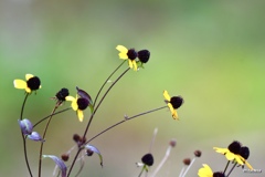 ルドベキア いとしの枯れ～♪