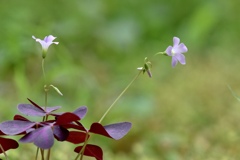 小さき花