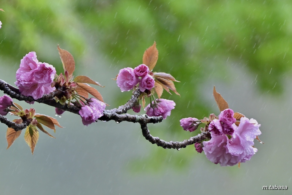 花の雨