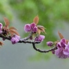 花の雨