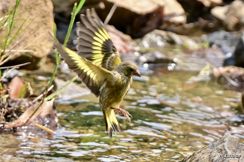 水浴び楽しいな