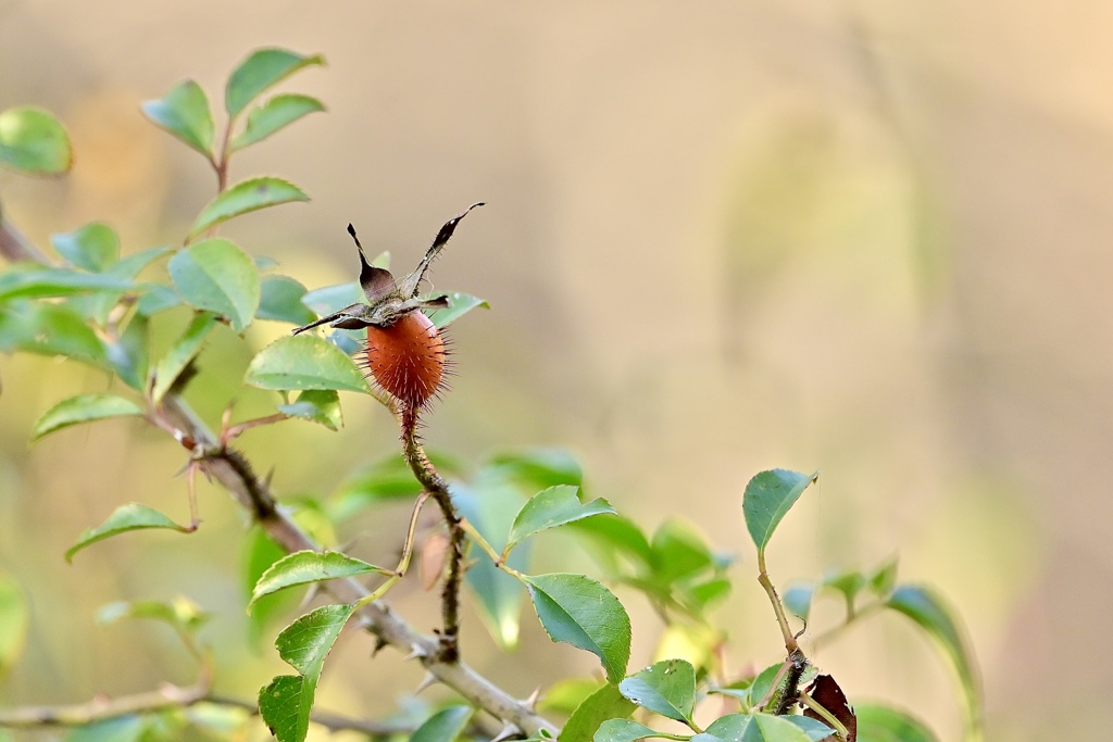 ローズヒップ