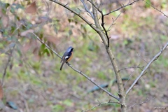 公園の鳥たち Ⅲ