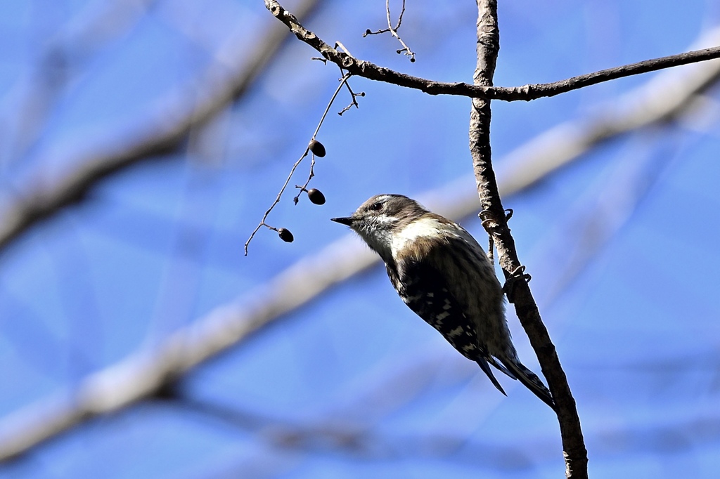 横取りコゲラッチ