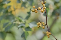 ツルウメモドキ