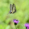 アザミの花は人気もの