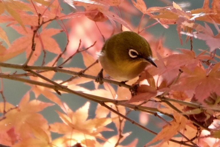 もみじにうっとりメジロさん