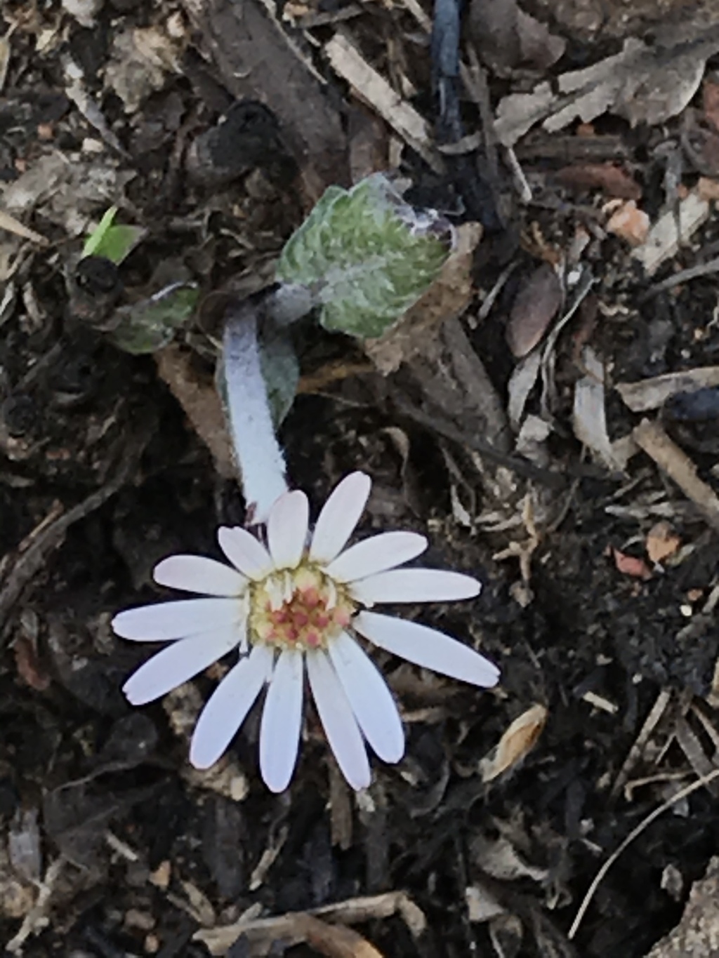 春の陽射しに「こんにちは」とセンボンヤリ