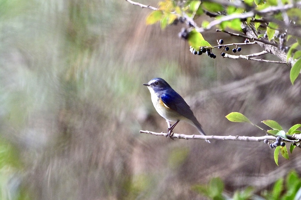ぼくのテリトリー
