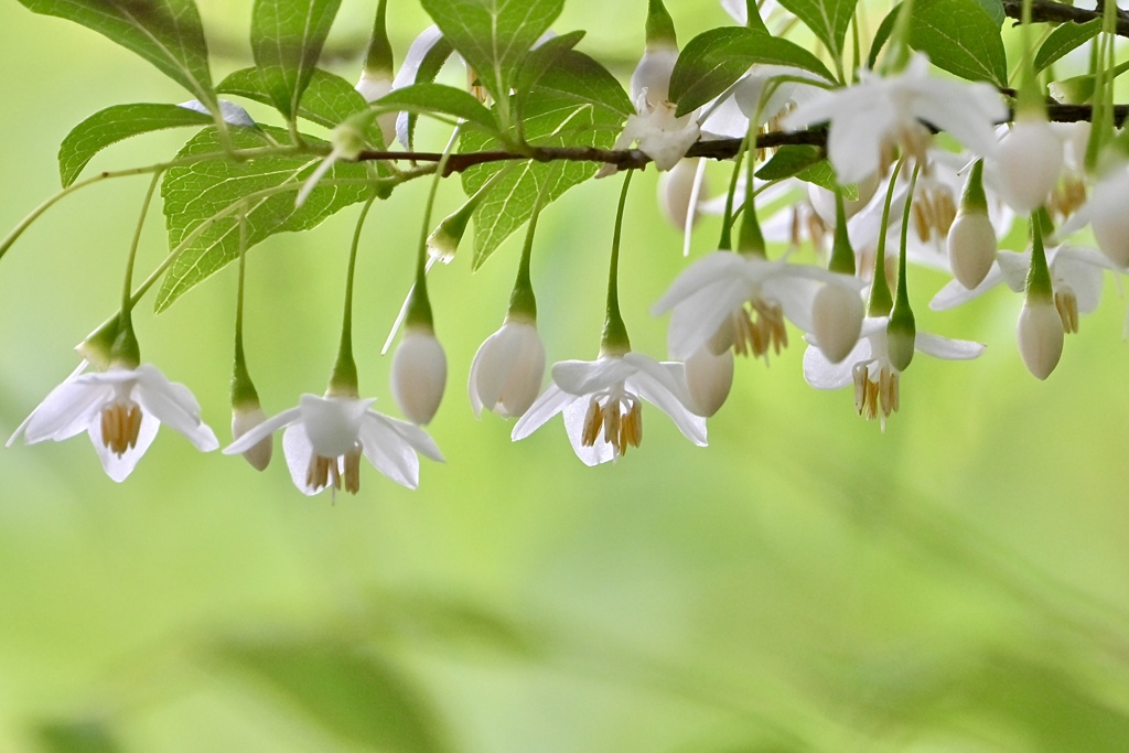 星形の花