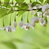 星形の花