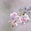 春風に揺れて