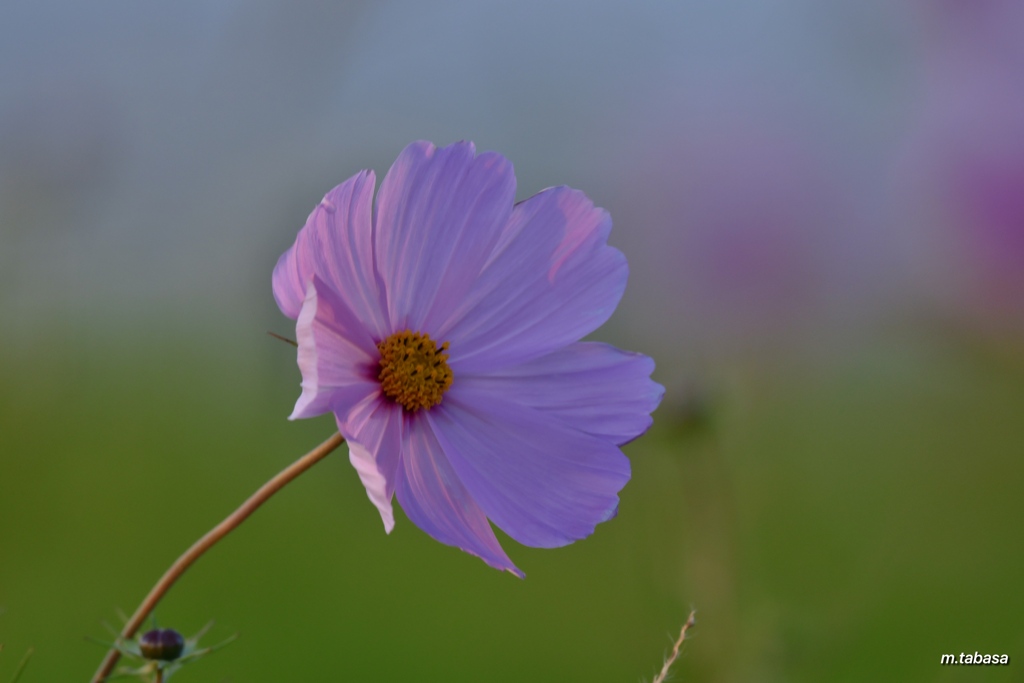 遅咲きの秋桜