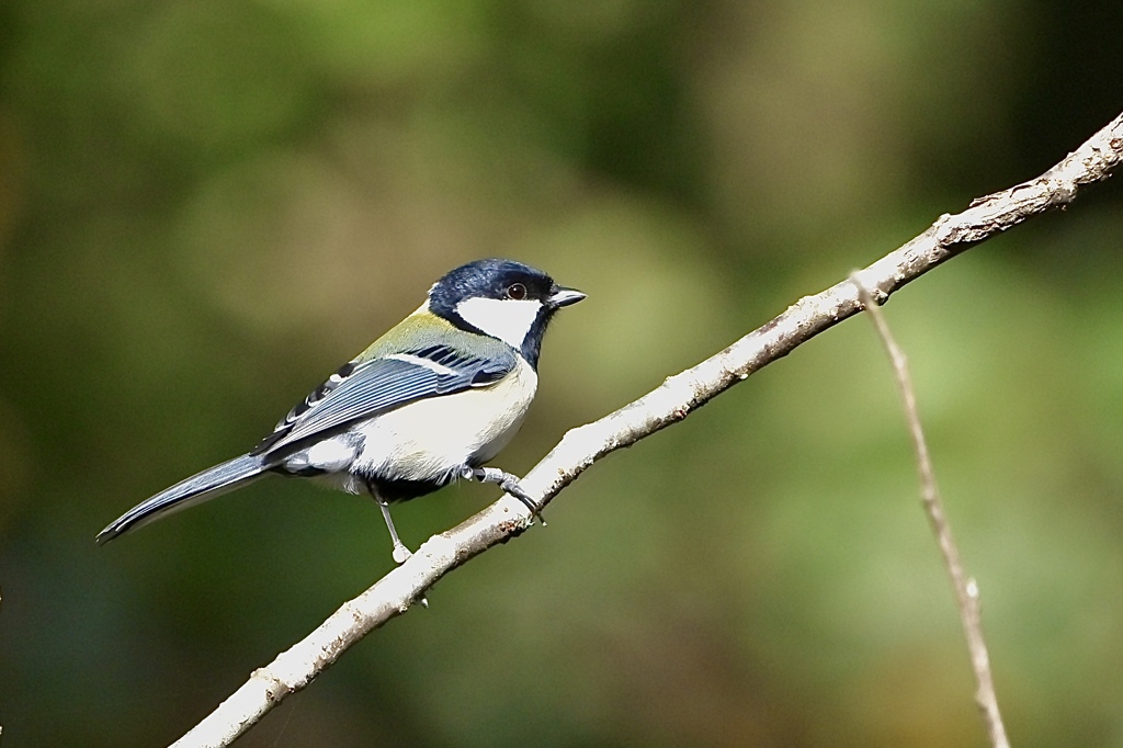 混群のリーダー