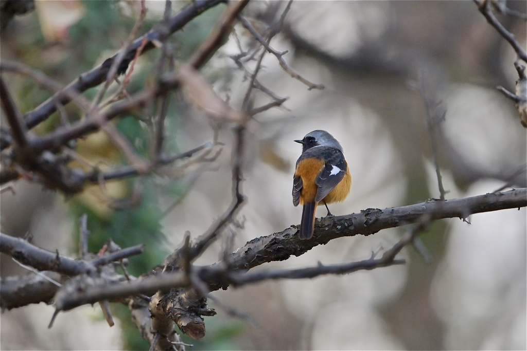 久しぶりジョビ君
