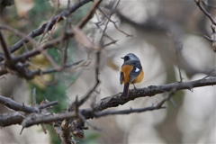 久しぶりジョビ君