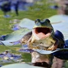ケロちゃん笑った～！