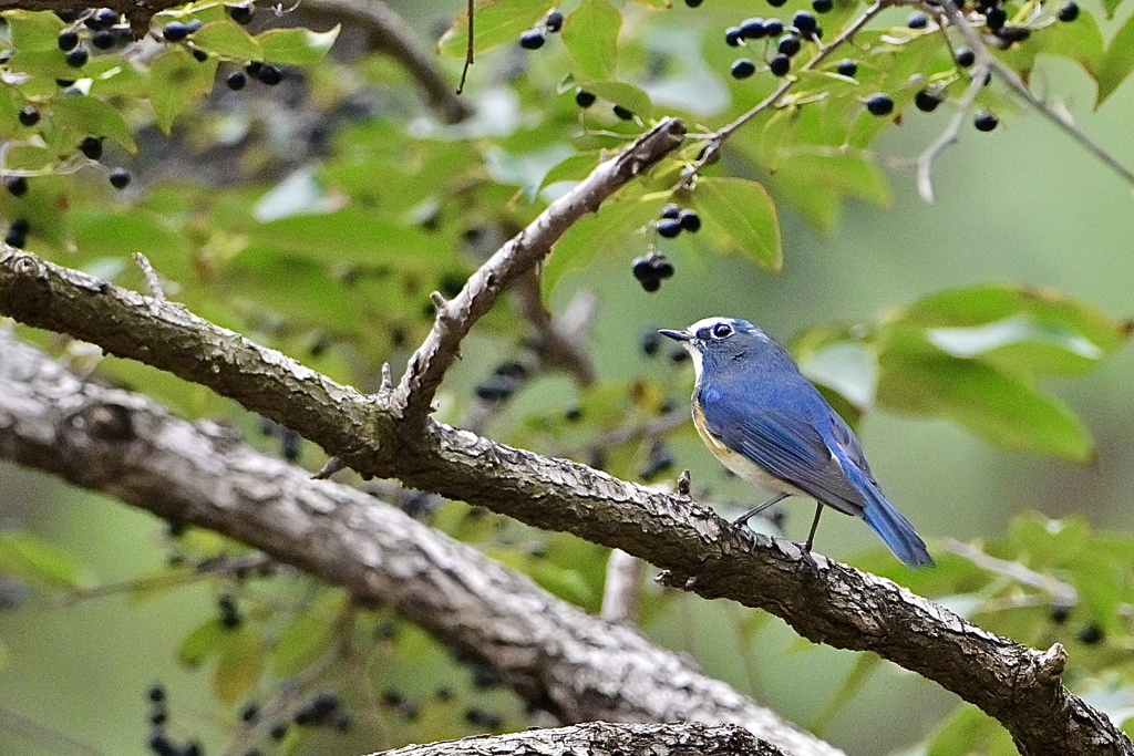 この冬もよろしく